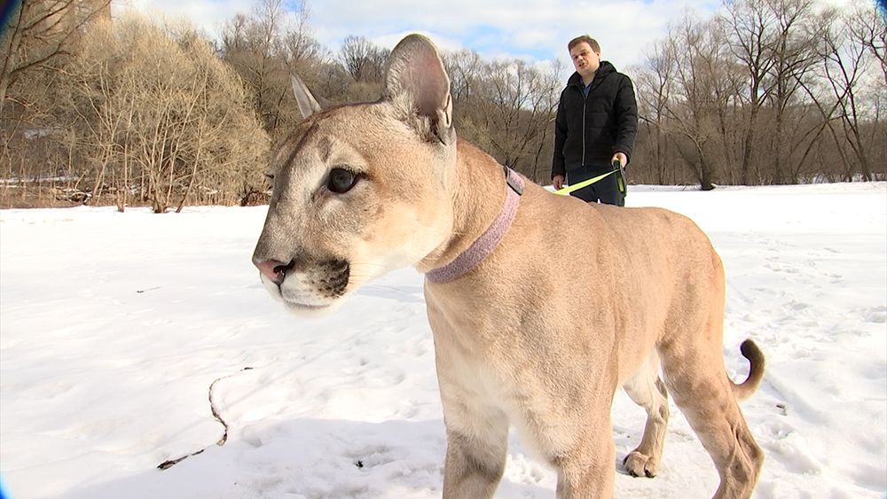У россиянина забрали пуму, которую он держал дома более пяти лет