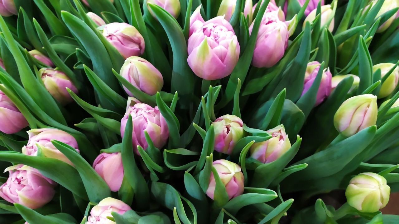 Минсельхоз: «Российский рынок полностью обеспечен цветами к 8 Марта»