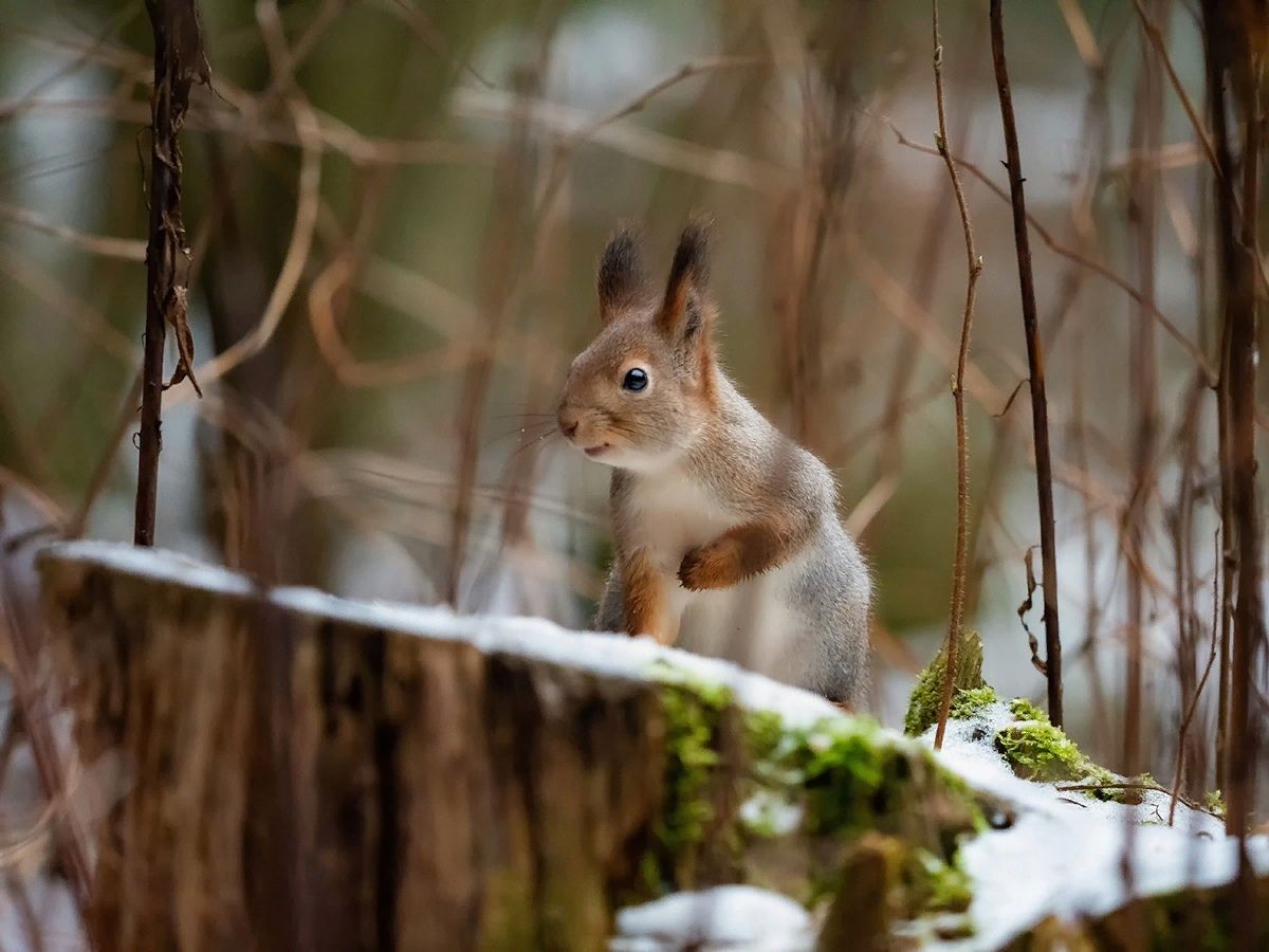 Не по-весеннему морозно: прогноз погоды на 17 марта