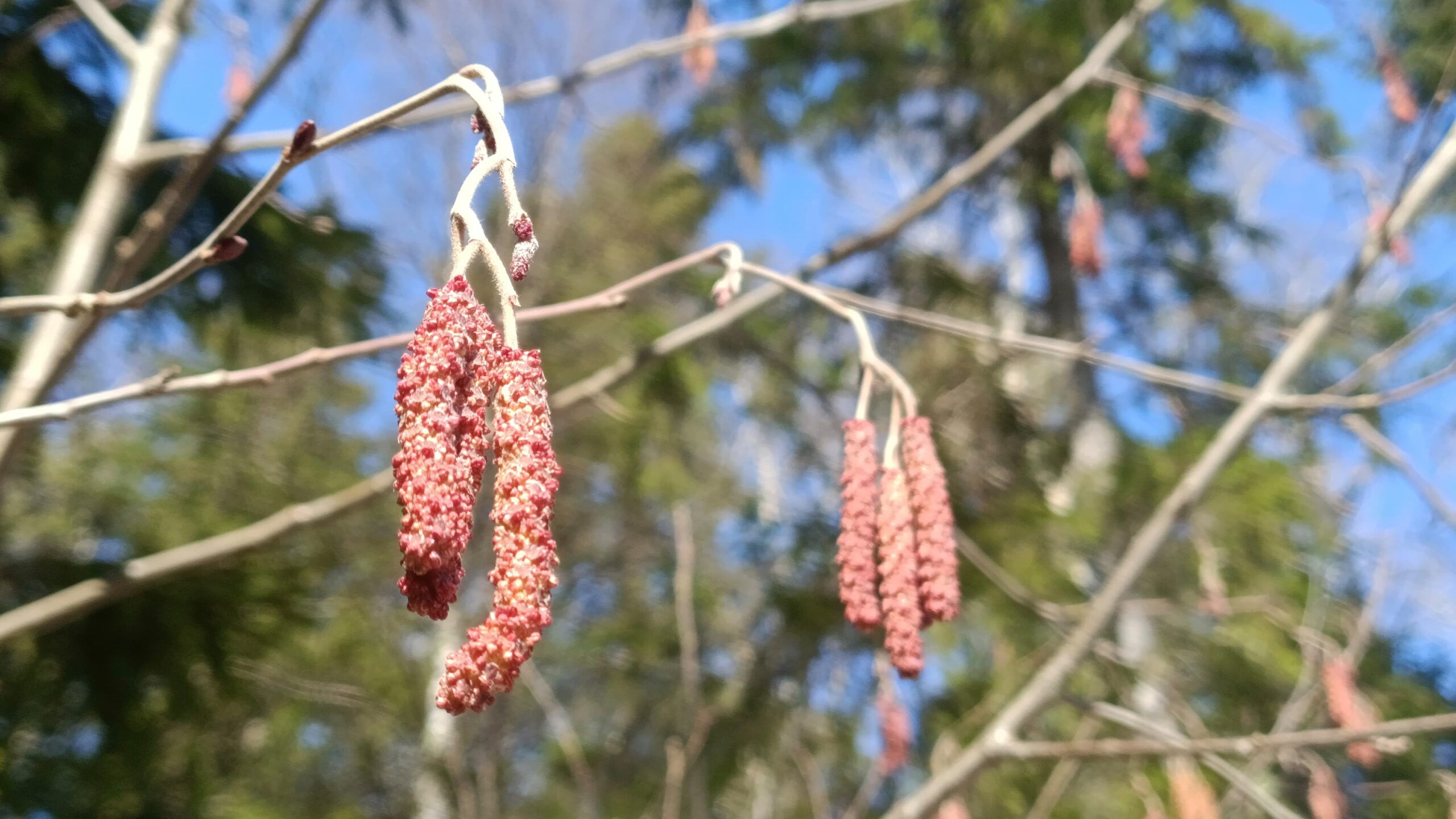 Карельские синоптики рассказали о погоде на начало апреля
