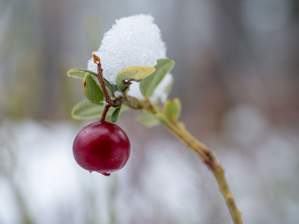 Мокрый снег обещают в Карелии. Прогноз погоды на 19 марта