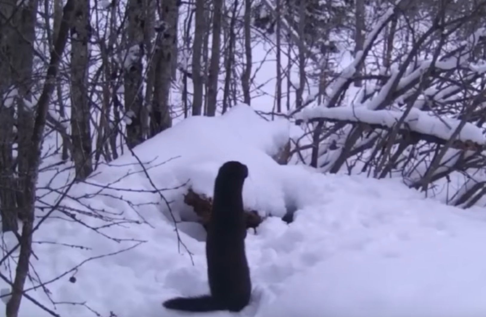 Фотоловушка засняла американскую норку в карельском лесу