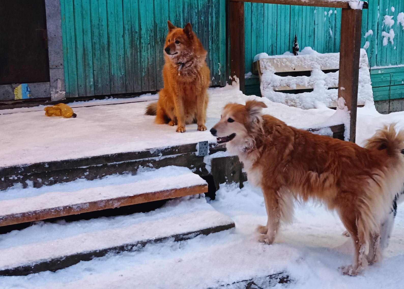 В Совете федерации раскритиковали проект об уничтожении собак в приютах