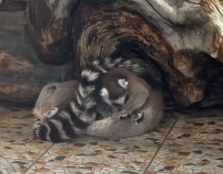 В Карельском зоопарке родились лемуры