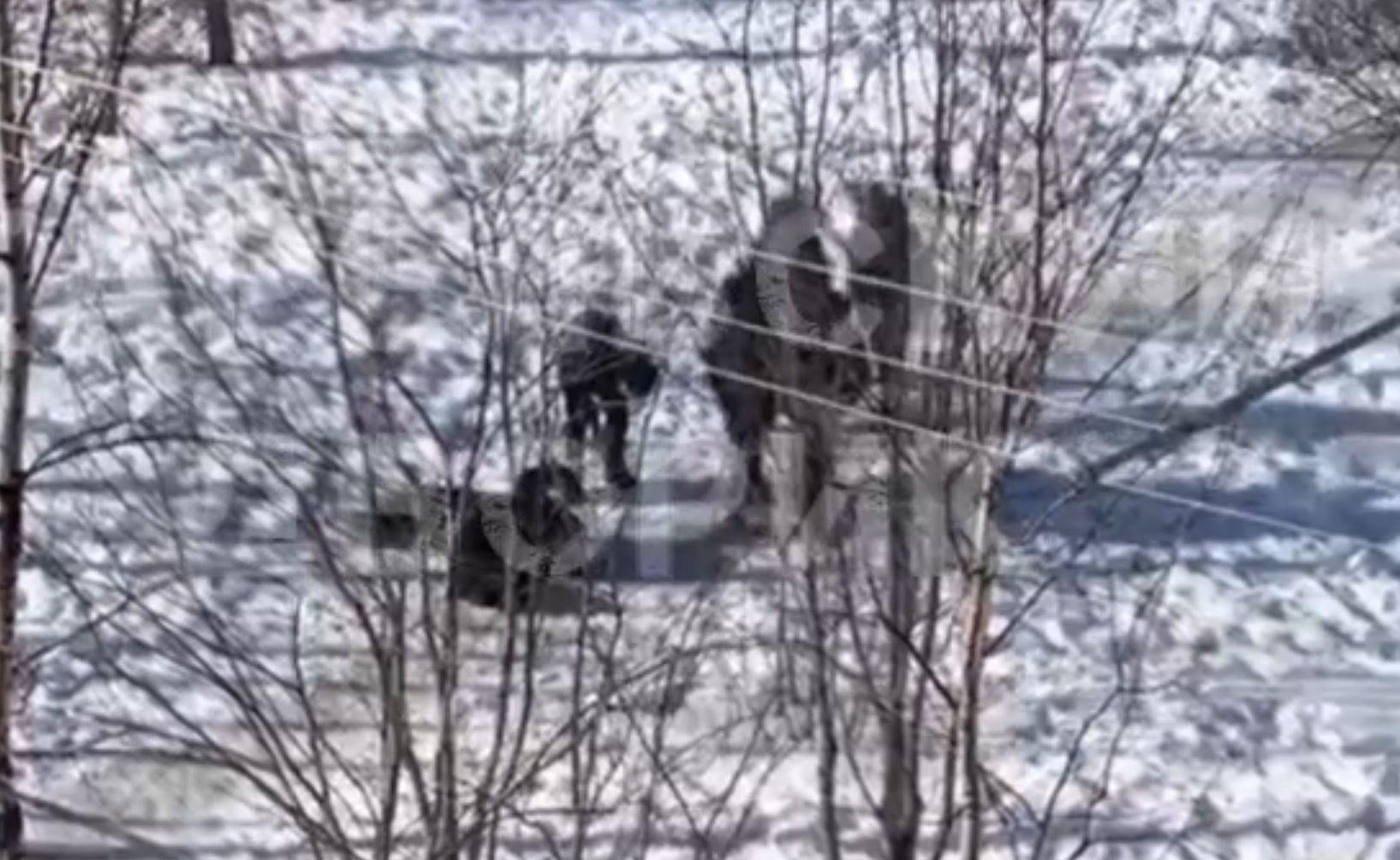 Петрозаводчанка рассказала, как на ее глазах ребенка избила толпа школьников