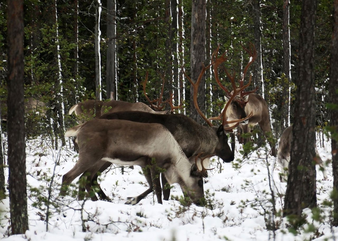 Охотинспекторы добыли четырех хищников на севере Карелии