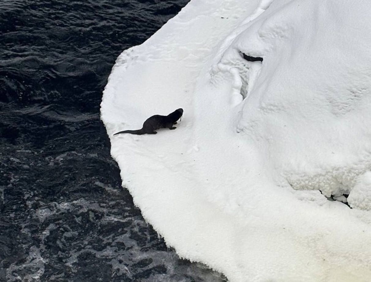 Речную выдру заметили в заповеднике «Кивач»