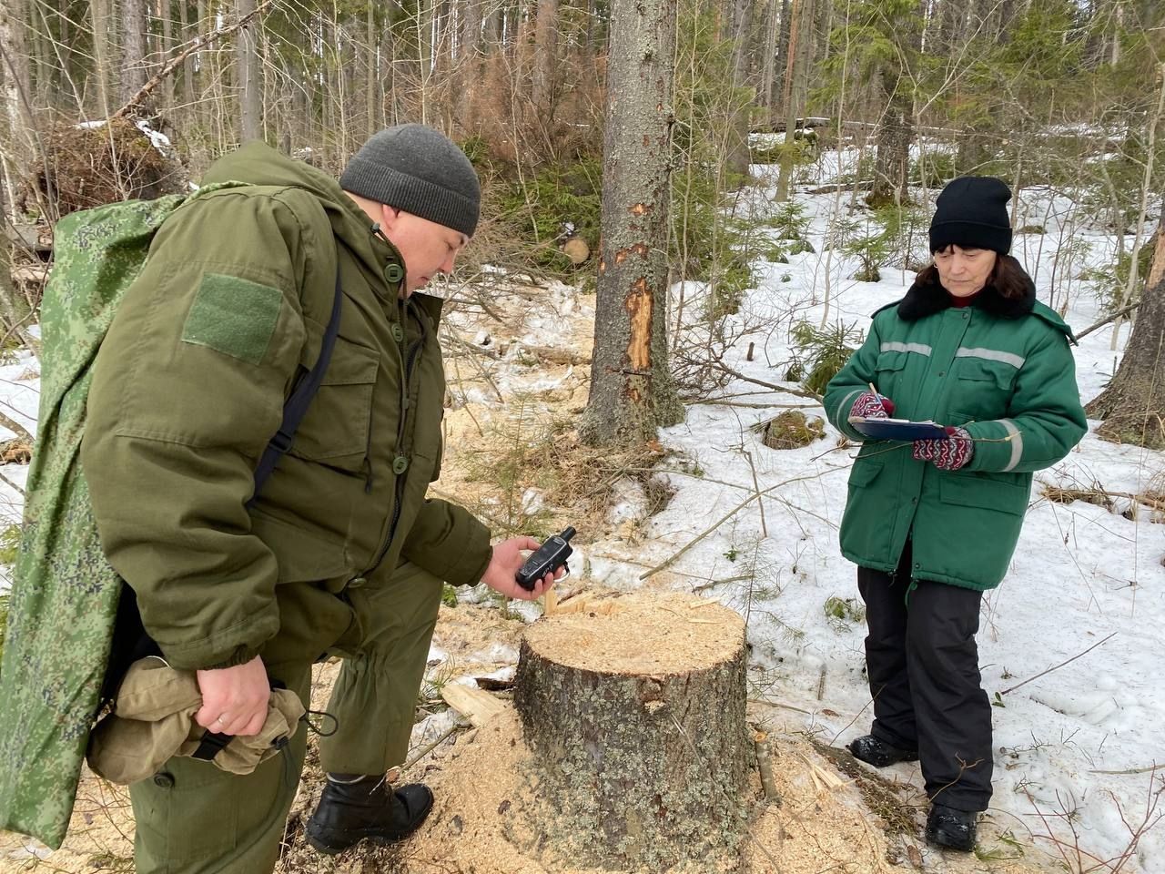 В карельском заказнике незаконно срубили ели