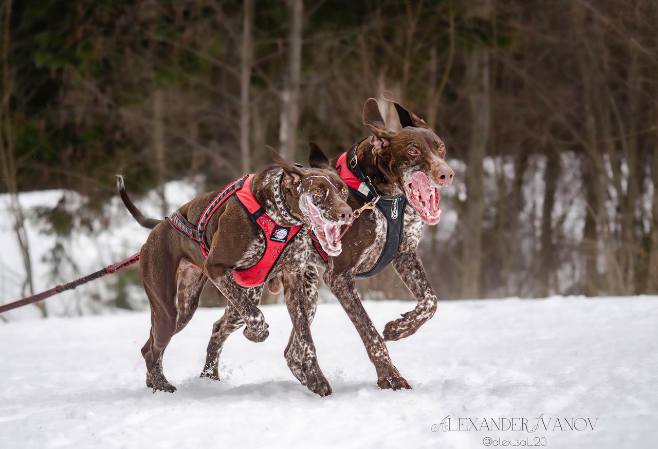 Этап Кубка России по ездовому спорту прошел в Петрозаводске