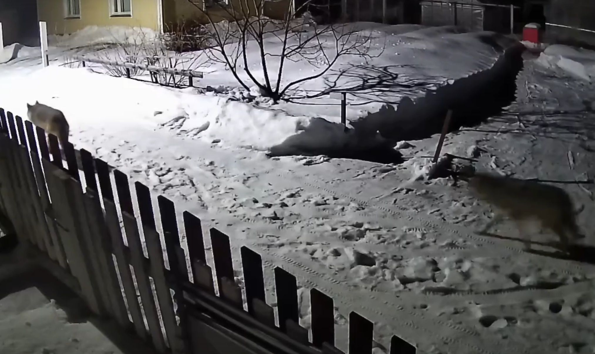 На севере Карелии ликвидировали двух волков, которые вышли к домам