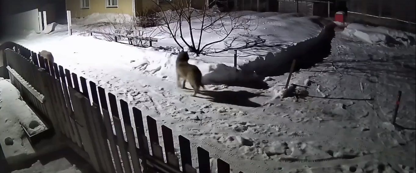 Волки вышли к домам в одном из районов Карелии