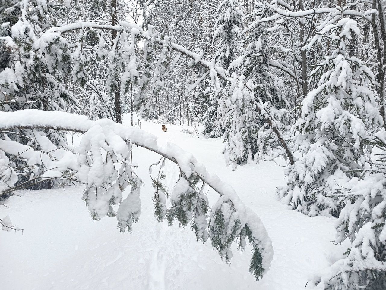 Снег, местами сильный. Прогноз погоды на 11 марта