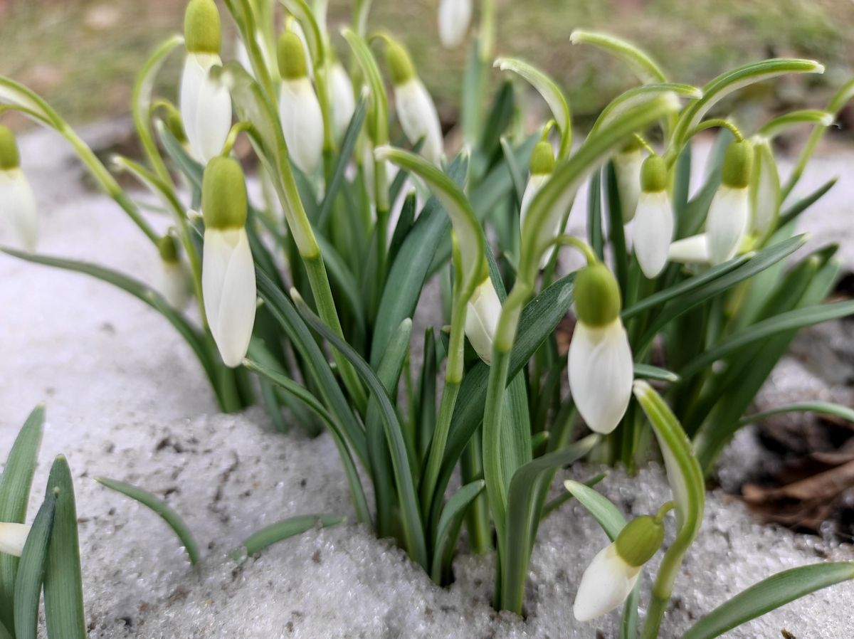 В Гидрометцентре Карелии рассказали, когда установится по-настоящему весенняя погода