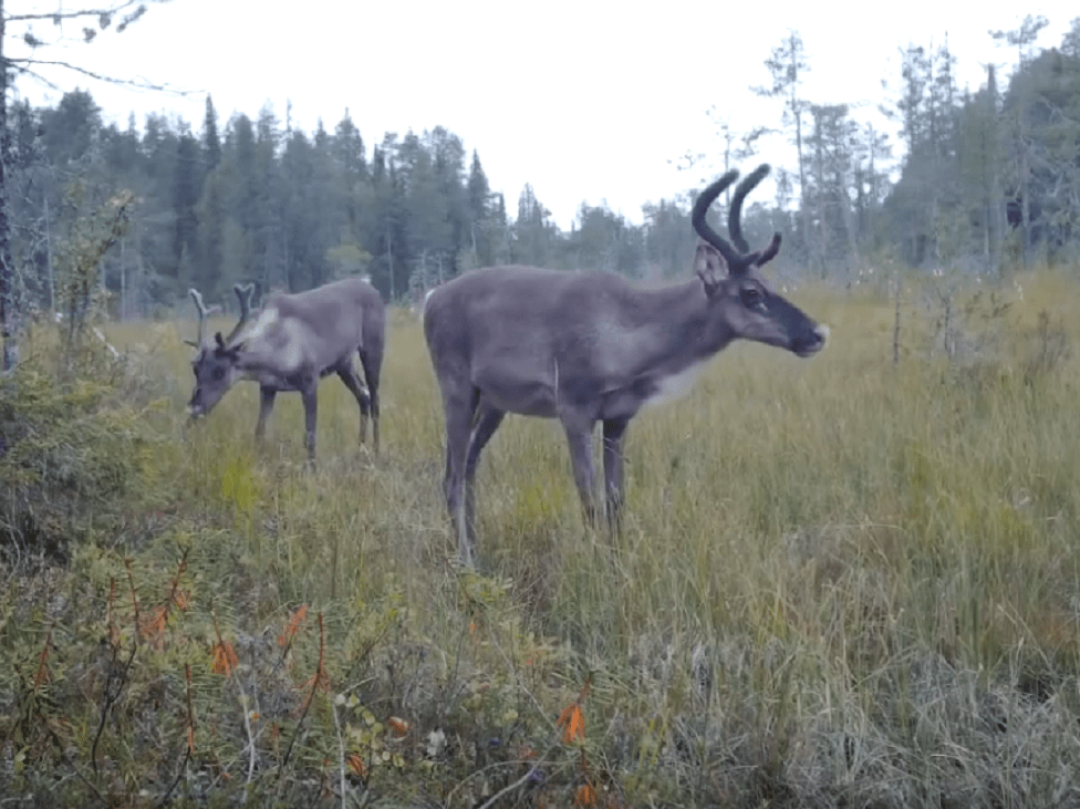 Карельские ученые откроют выставку, посвященную северному оленю