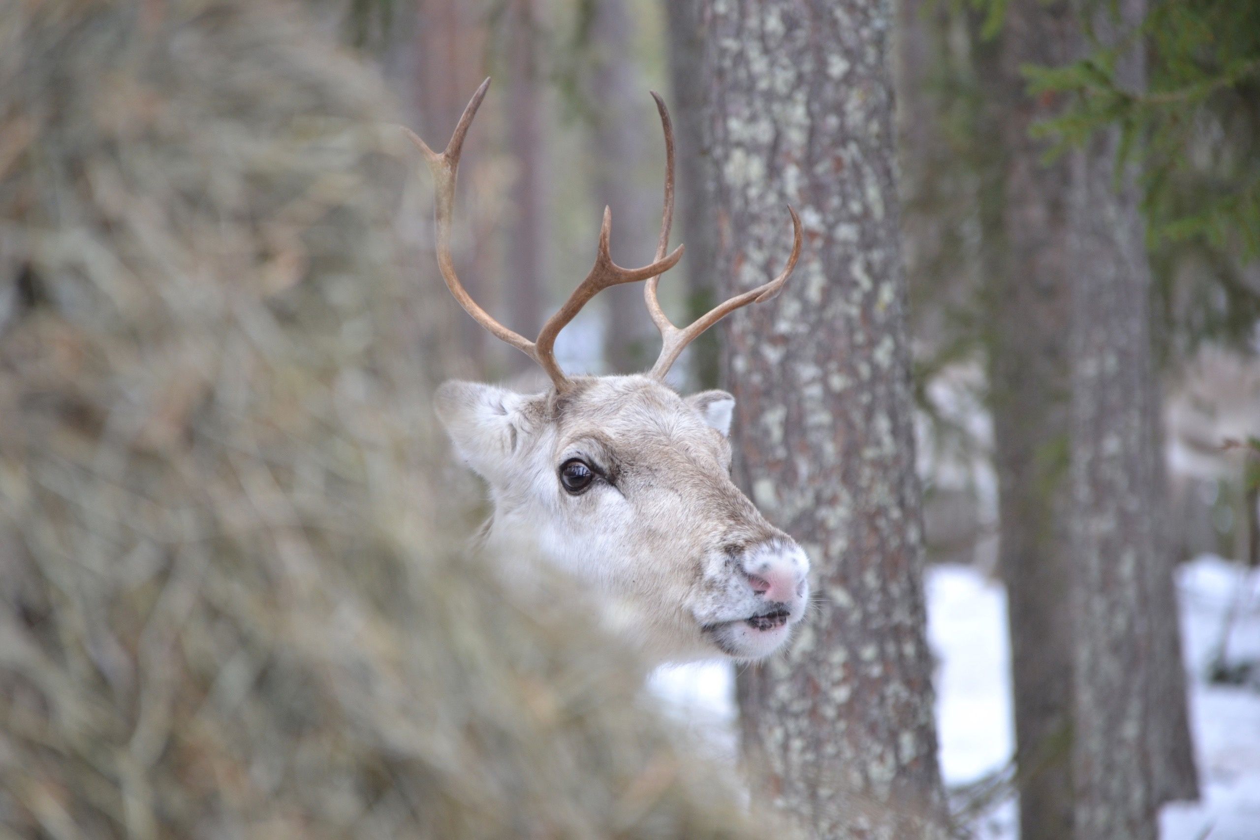 Браконьерство и рубки могут привести к исчезновению северных оленей в Карелии