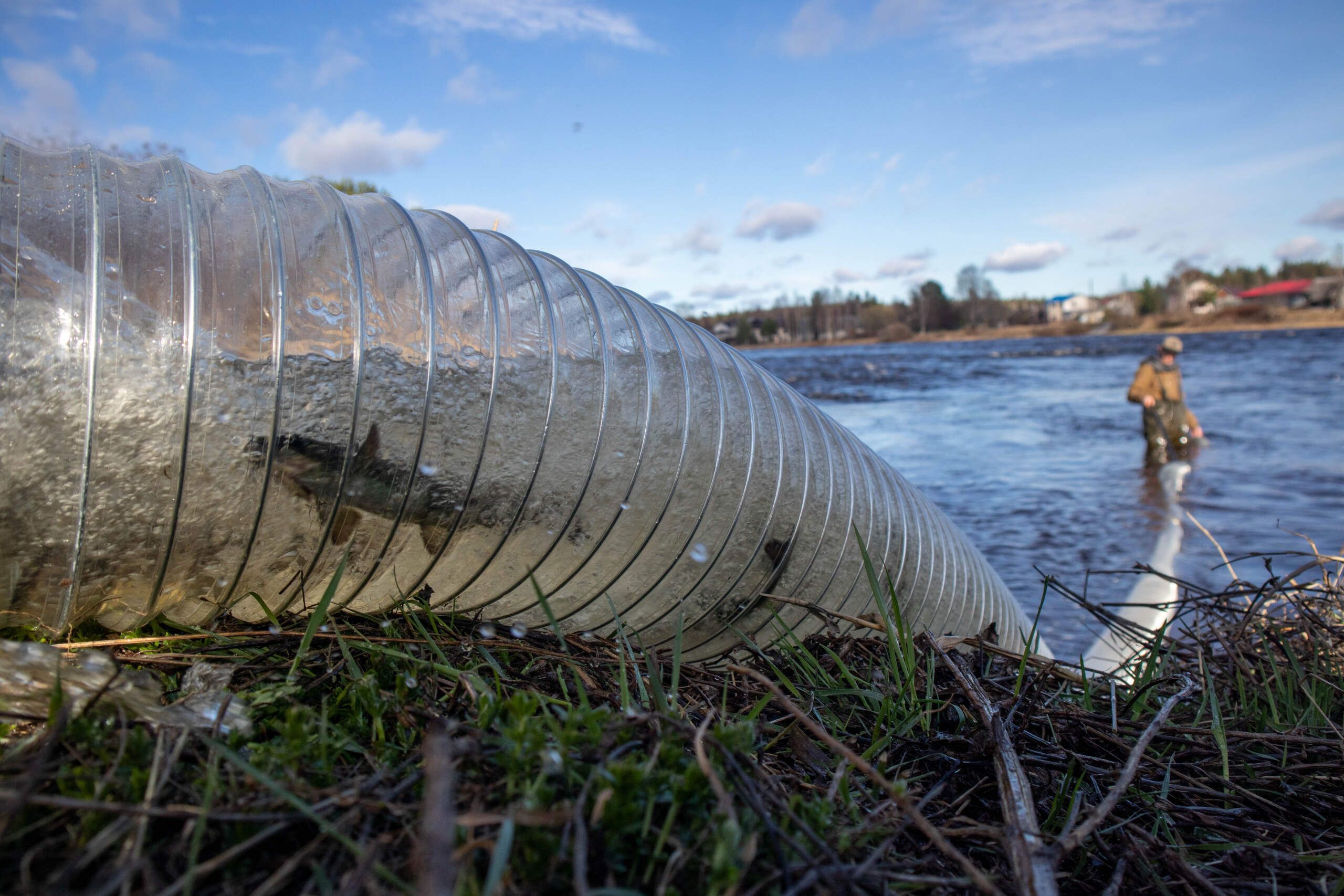 Карелия восстанавливает популяцию краснокнижного лосося