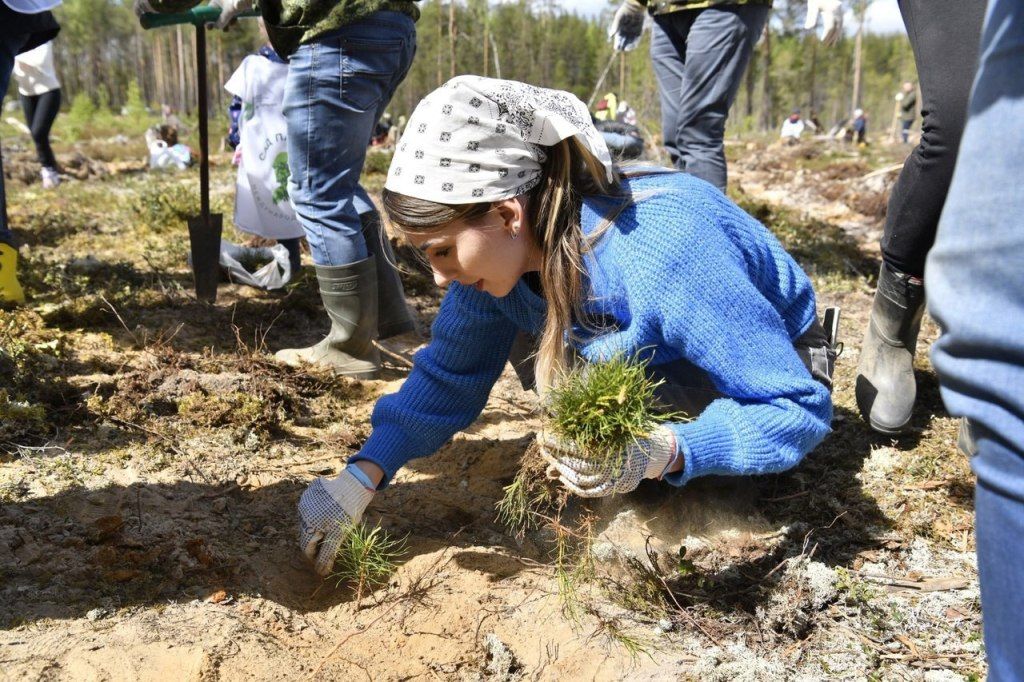 Карелия шесть лет подряд перевыполняет план по восстановлению лесов