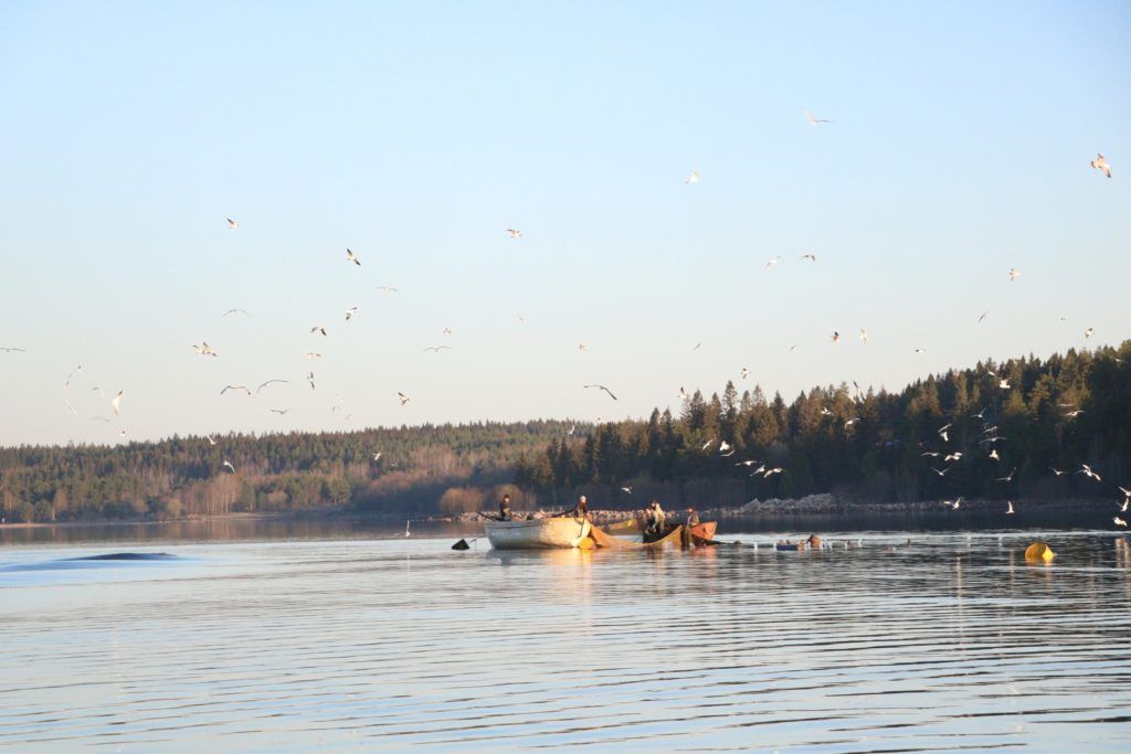 Жители Вяртсиля отстояли озеро от форелеводов