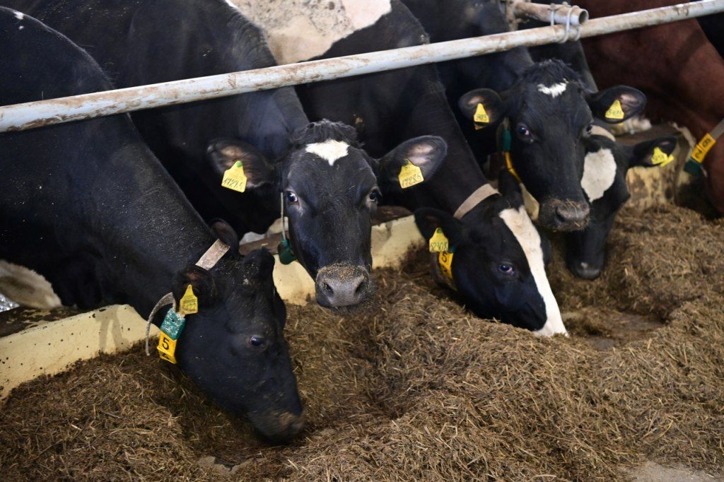 Объемы молока в государственных совхозах Карелии выросли за 5 лет в 1,6 раза