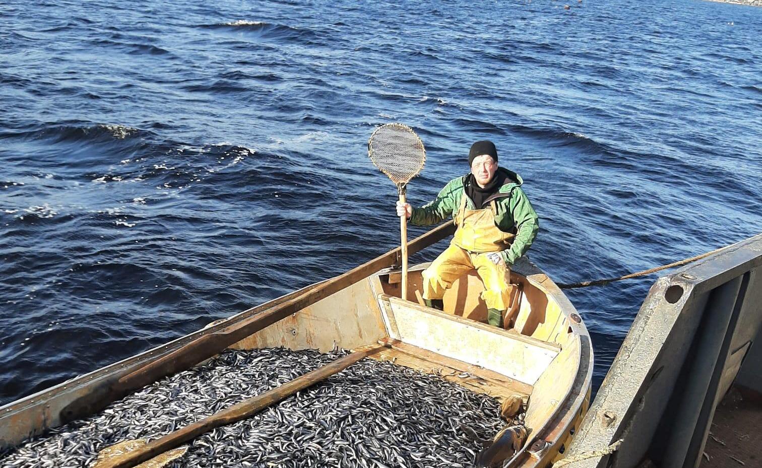 Свежая карельская корюшка поступает в продажу