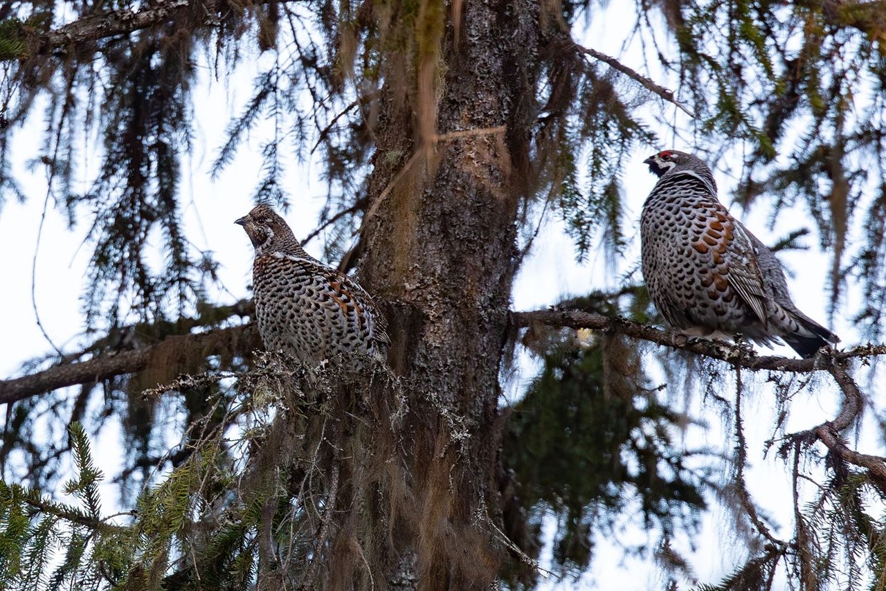 Мокрый снег обещают в Карелии в последний рабочий день недели