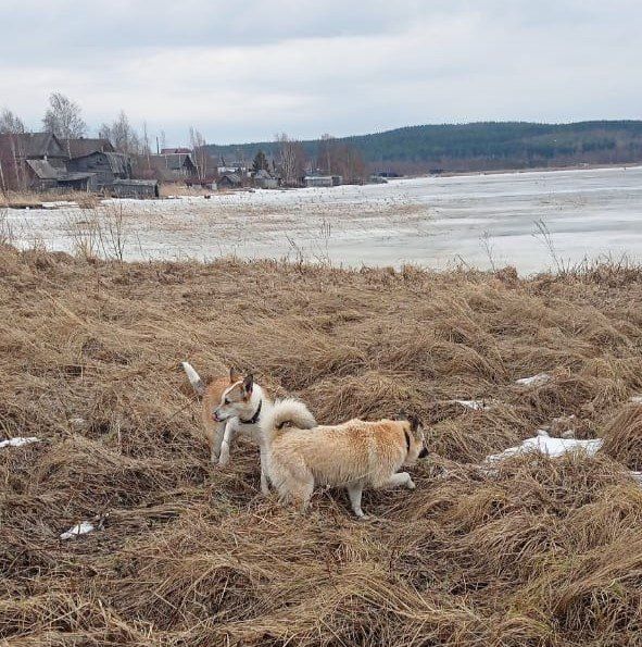 В Заозерье спасли двух собак, провалившихся под лед