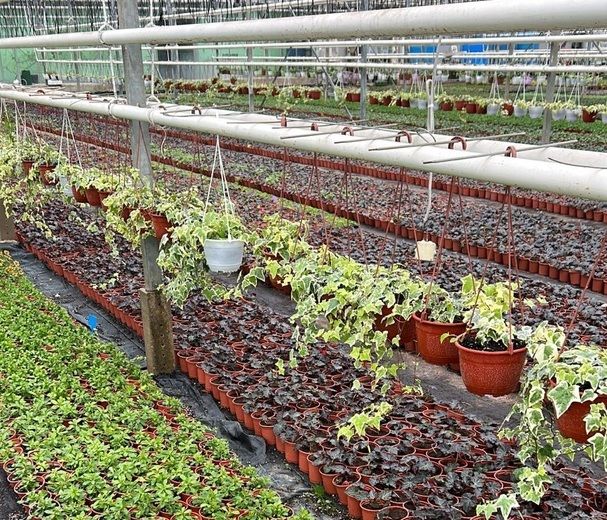 В 4 раза больше цветов высадят в Петрозаводске ко Дню Победы