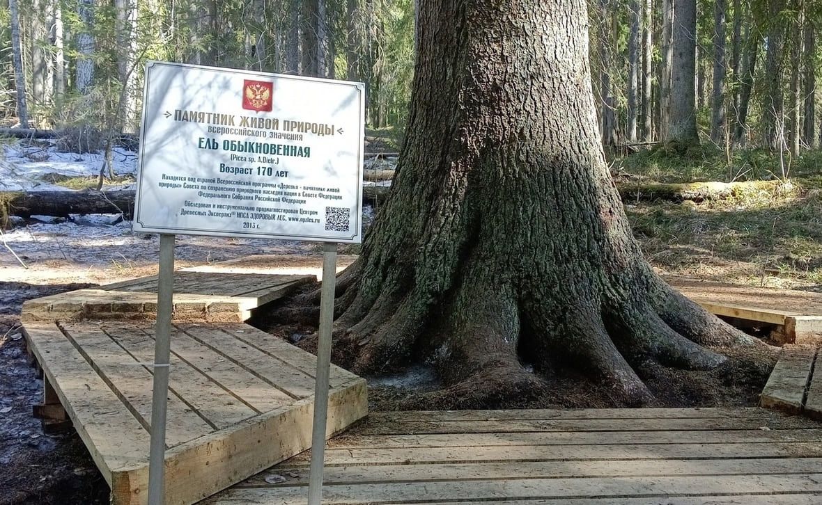«Онежская весна» соберет любителей ориентирования в Петрозаводске