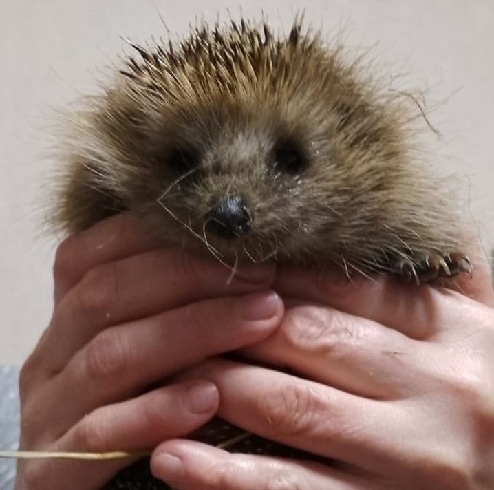 Краснокнижный ежик ищет дорогу в зоопарк