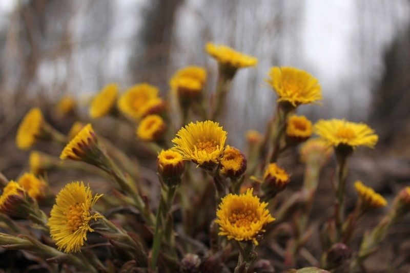 Стало известно, когда в Карелии потеплеет