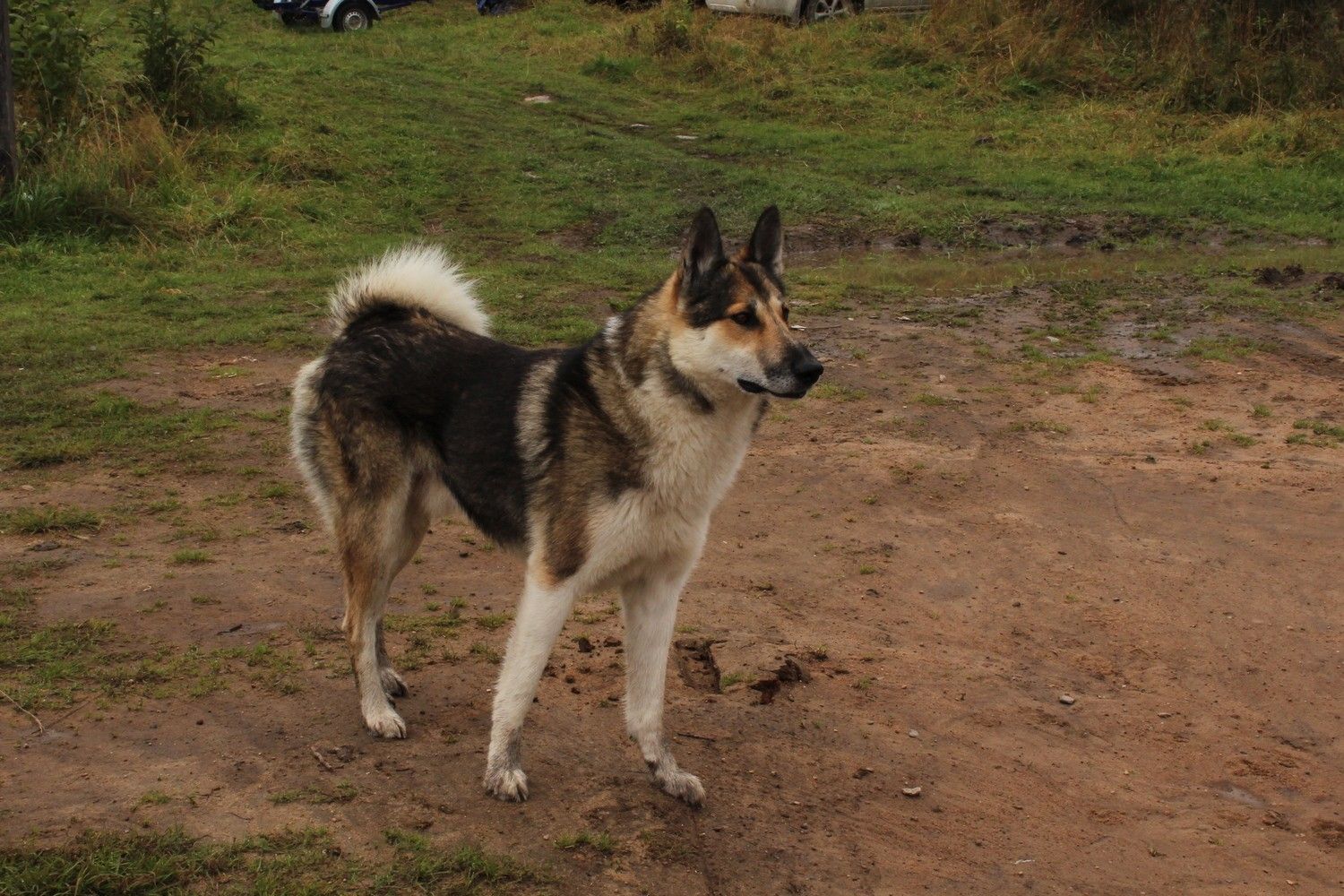 Общественная палата России не поддержала законопроект об эвтаназии бездомных животных