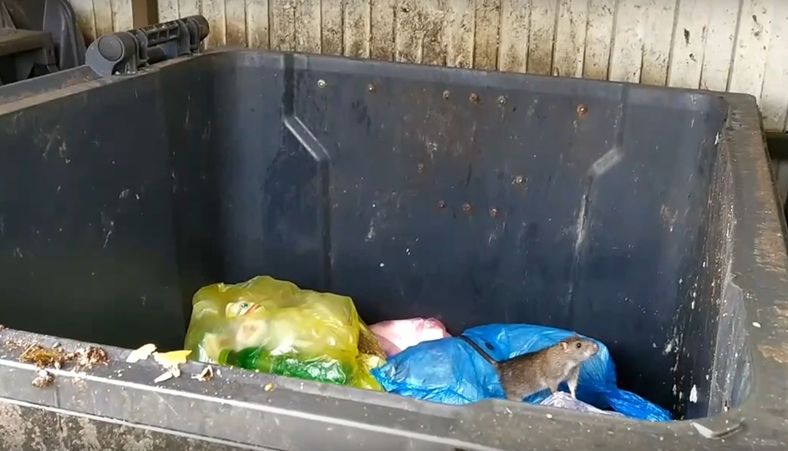 В апреле начнется кампания по борьбе с грызунами