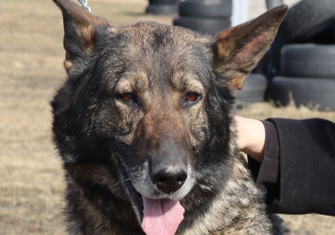 Две полицейские собаки в Карелии вышли на пенсию и ищут новый дом