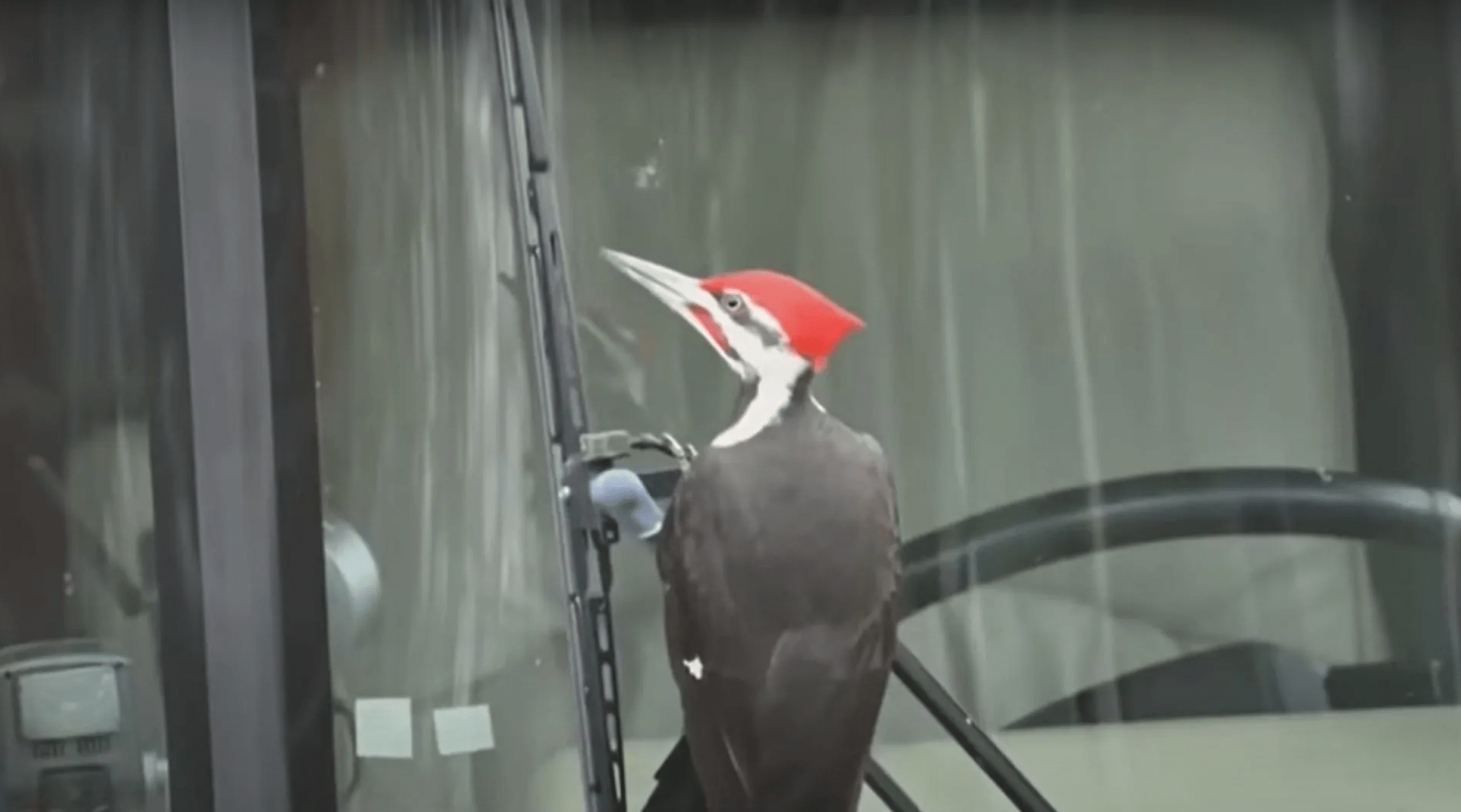 Самец хохлатого дятла напал на 25 машин во время брачного сезона