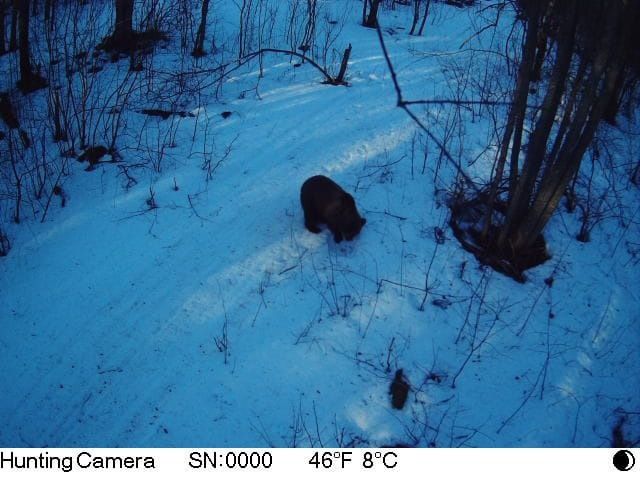 В Карелии сфотографировали проснувшегося медведя