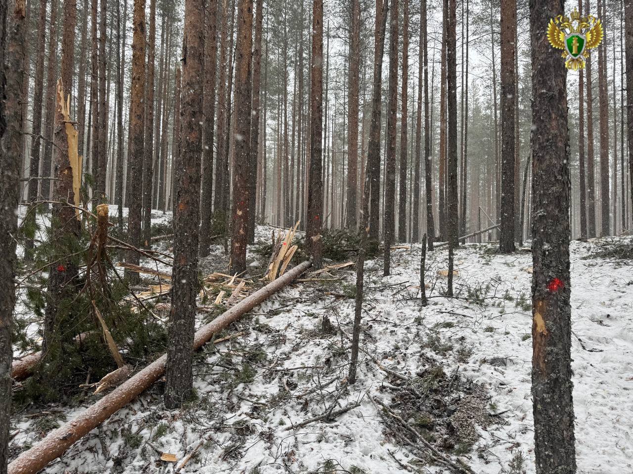 Каменные осколки от взрыва на карьере в Медвежьегорске повредили деревья в лесу