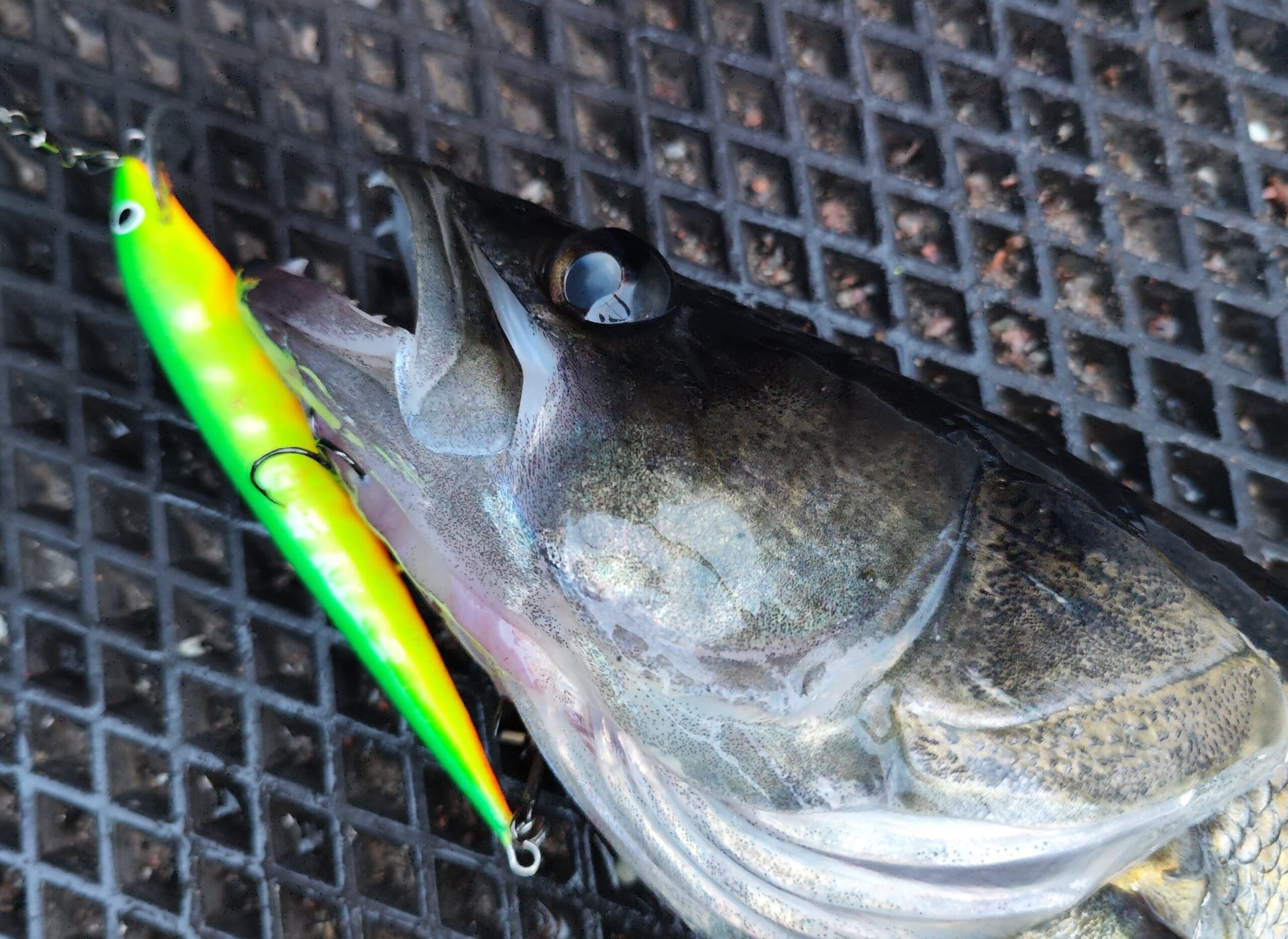 Терве, воблеры! Верховой троллинг судака и щуки