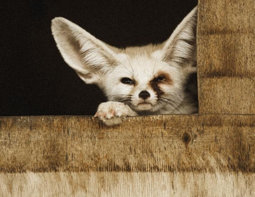 Пустынный лис фенек поселился в карельском зоопарке