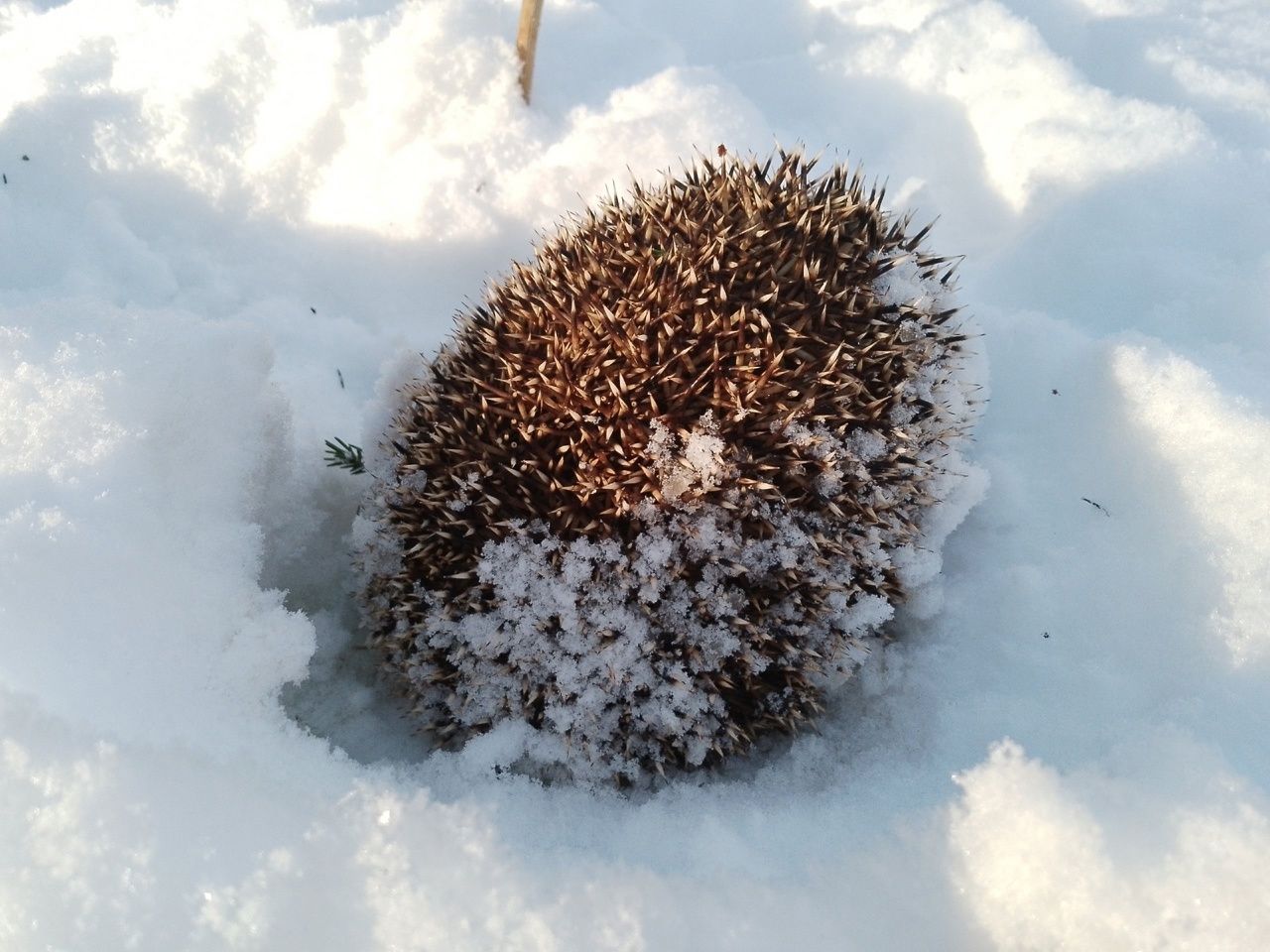 Жители Крошнозеро спасают лесного жителя
