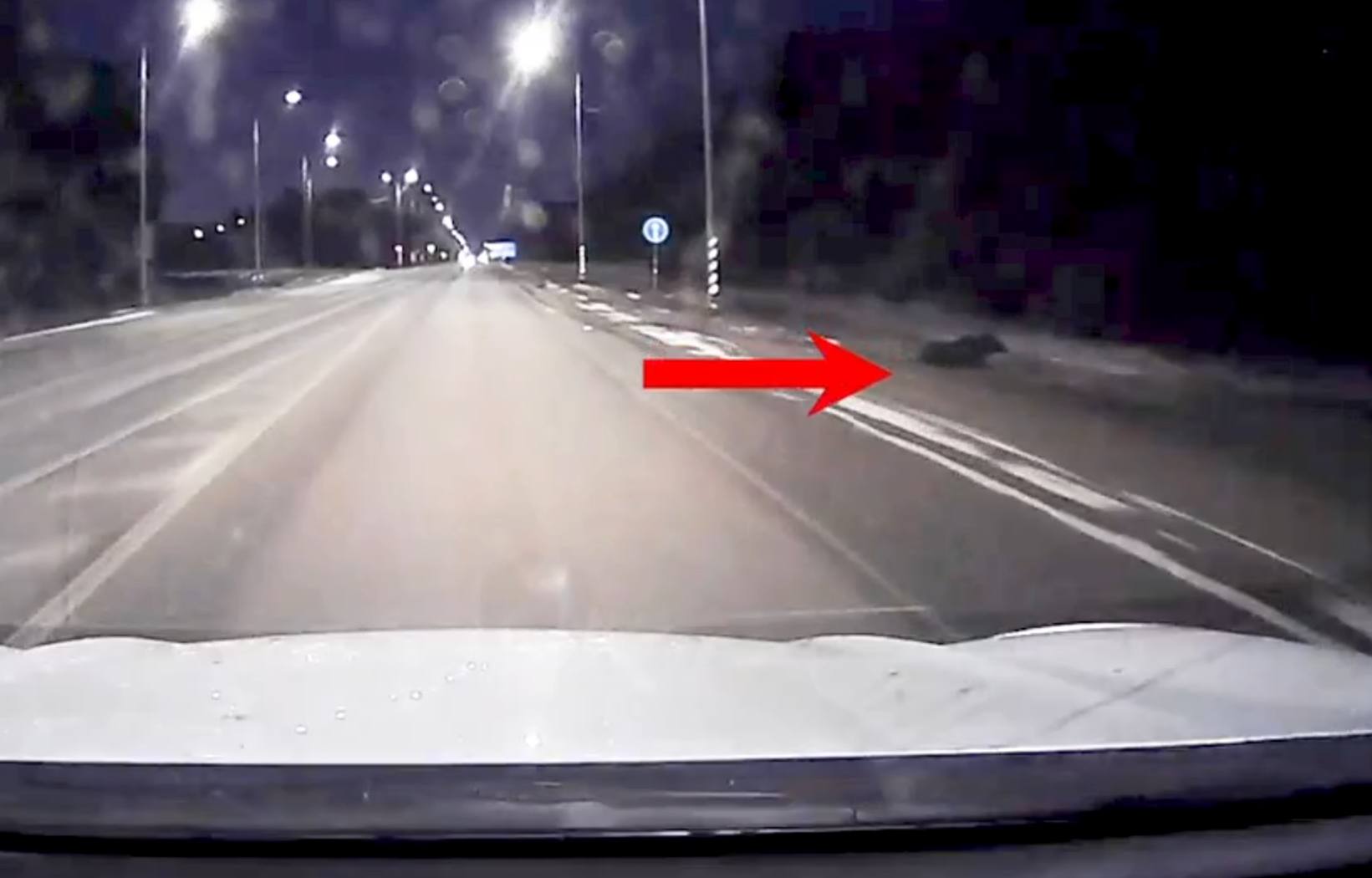 Лося сбили под Петрозаводском