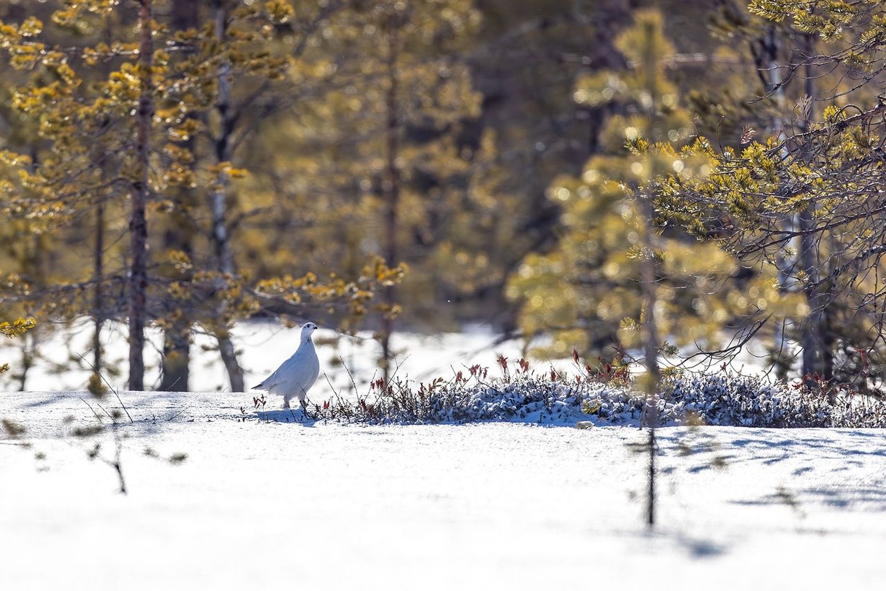 Ночью до -18°С, днем до +3°С. Прогноз погоды в Карелии на 12 апреля