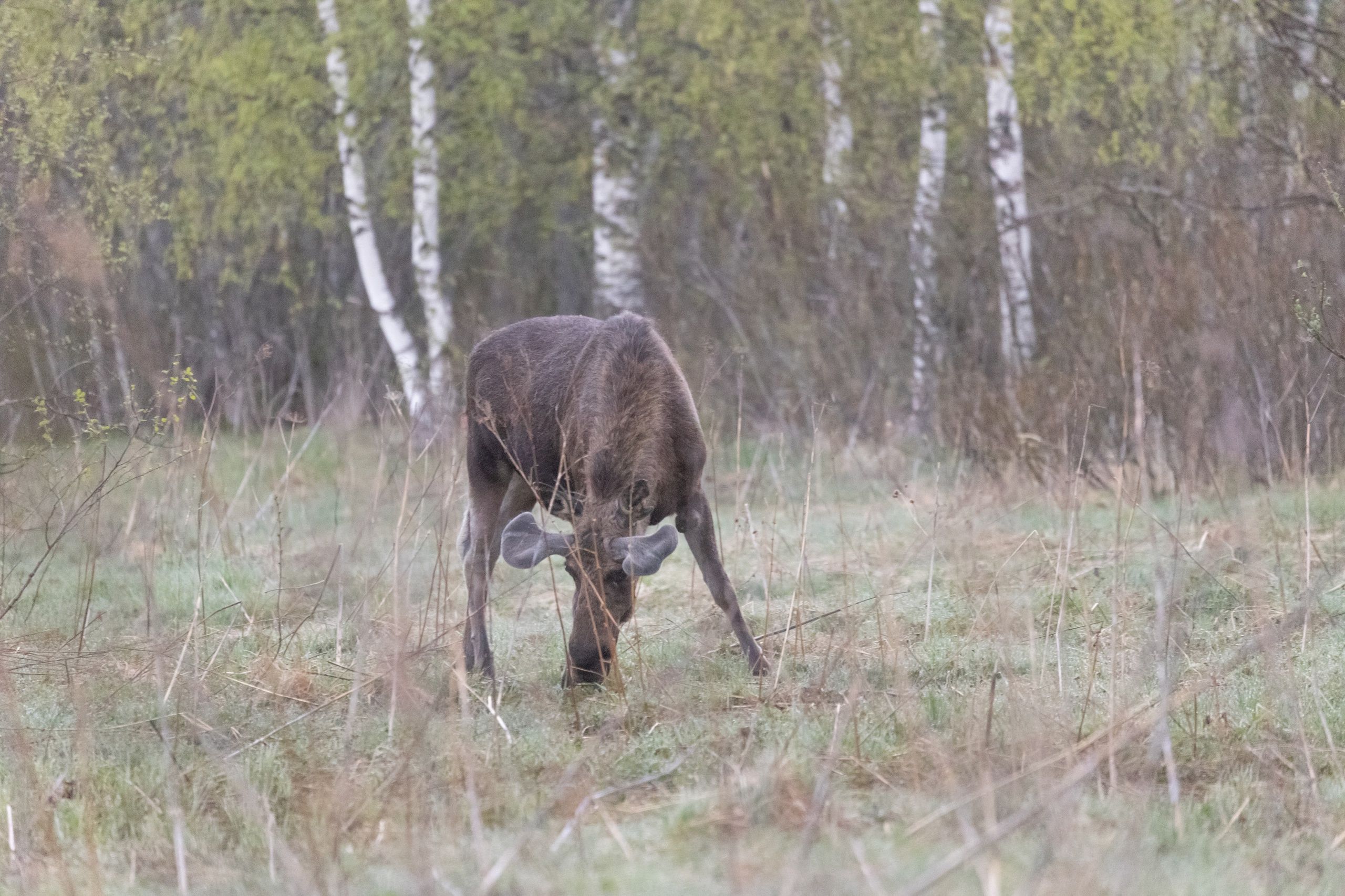 Лось с «пушистыми» рогами гулял по соседству с Карелией