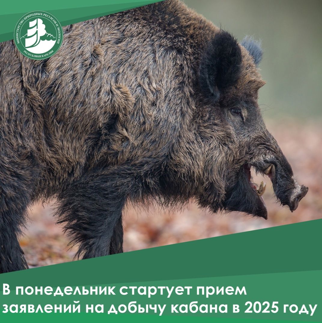 Охотники Карелии могут получить лицензии на отстрел кабана с 5 мая