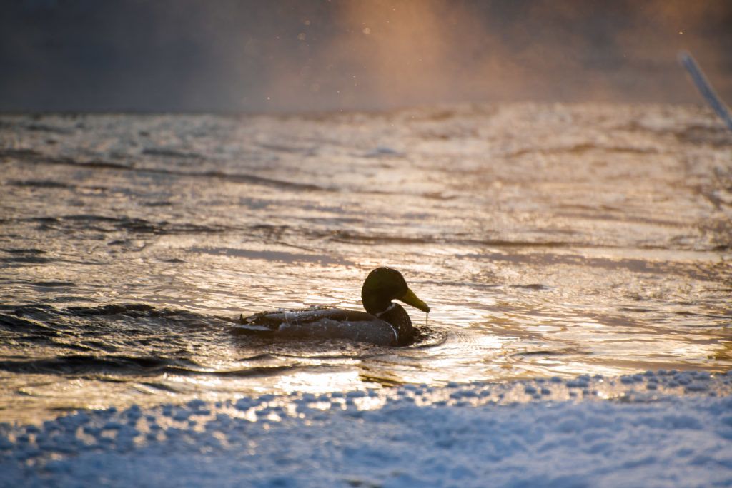 +9°С днем – почти лето, если не считать мокрый снег за окном: прогноз погоды на 4 мая