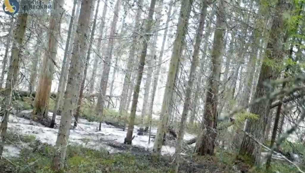 Дятел-взломщик устроил погром в заповеднике