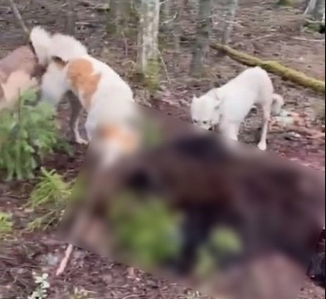 Гуляющего по Костомукше медведя застрелили