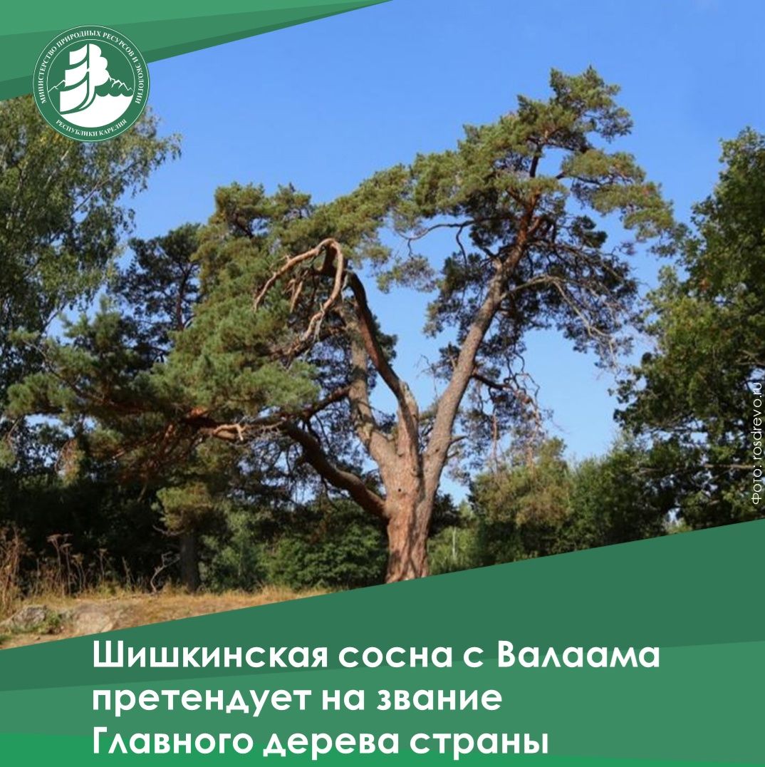 Карельская сосна борется за звание главного дерева России