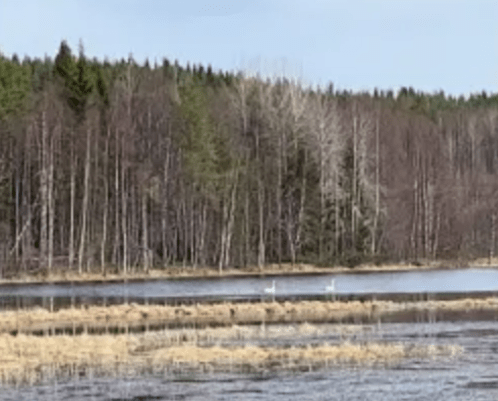Сладкую парочку лебедей засняли на камеру в Карелии