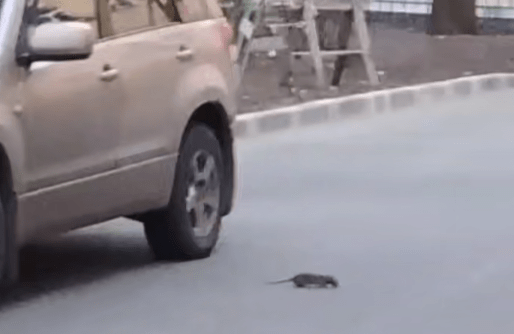 Крысы устроили «парад» в центре Петрозаводска