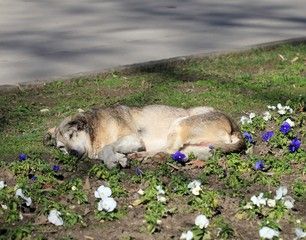 Бездомных собак отловят в районе Карелии
